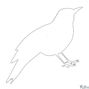 cuckoo Coloring Pages To Print